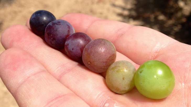 uvas 25022017r13 1