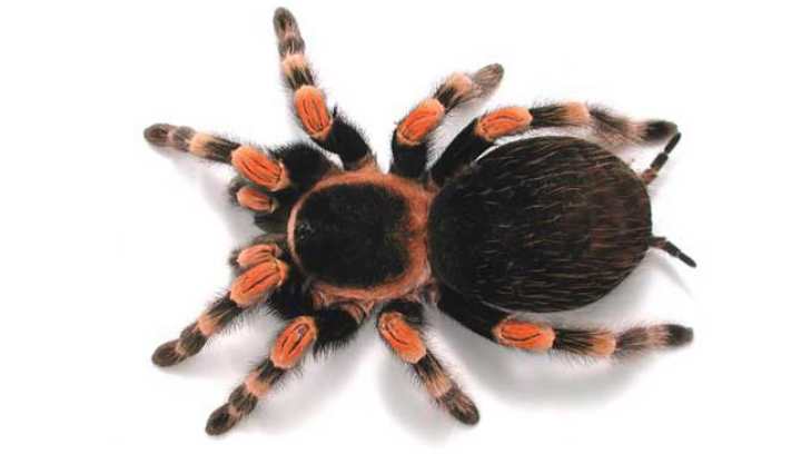 TARANTULA 29032017r16 1