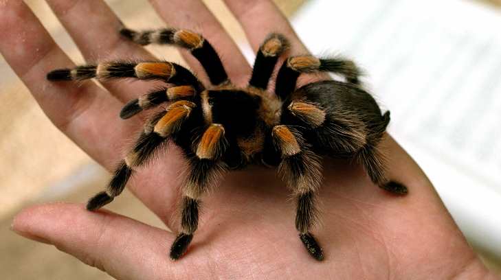 TARANTULA 29032017r16