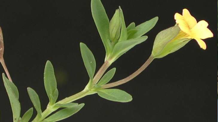Planta bacopa 31032018 1