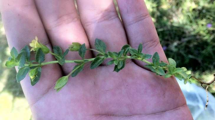 Planta bacopa 31032018