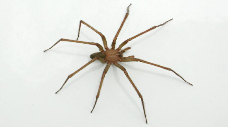 araña 12042017r16