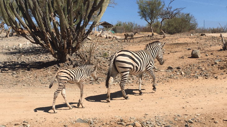 Crias CEntro Ecologico GIF