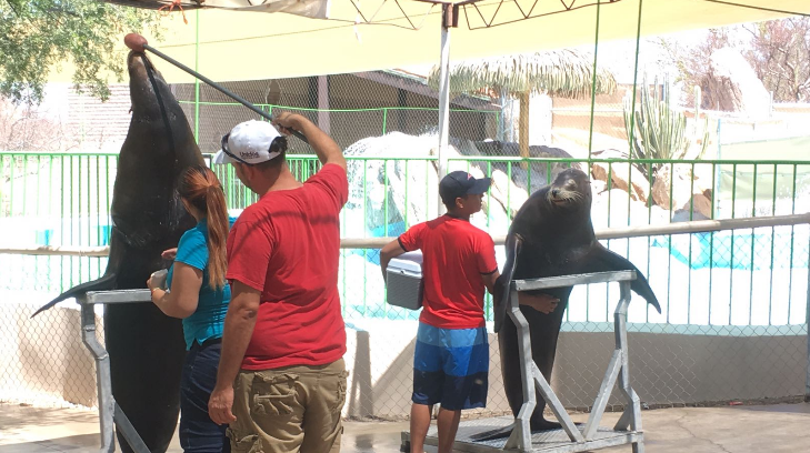 crias centro ecologico sonora 11052017rg11 4