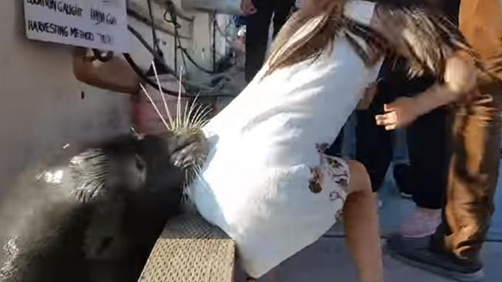 lobo marino sumerge niña