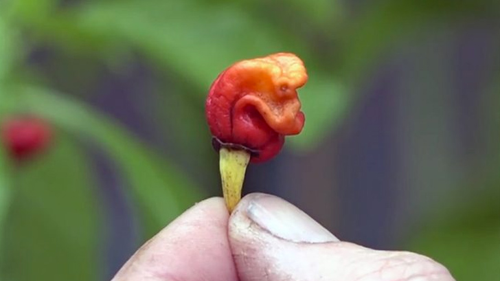 chile picante mundo