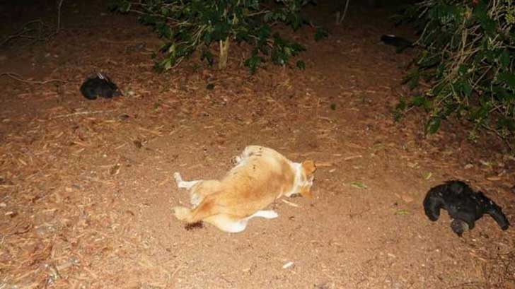 perros envenandos veracruz