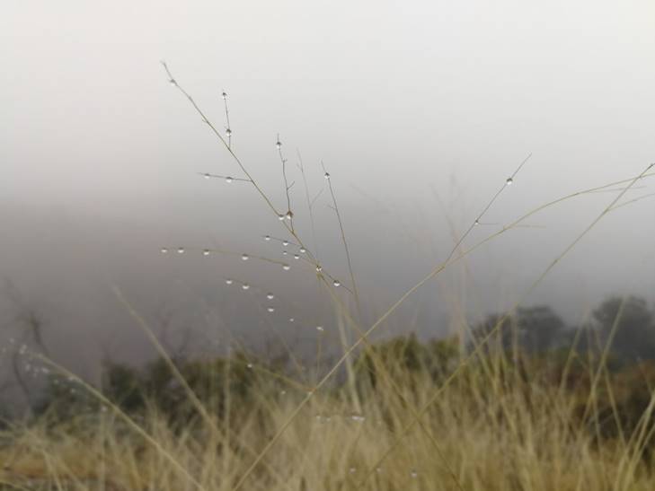 nogales niebla cinco