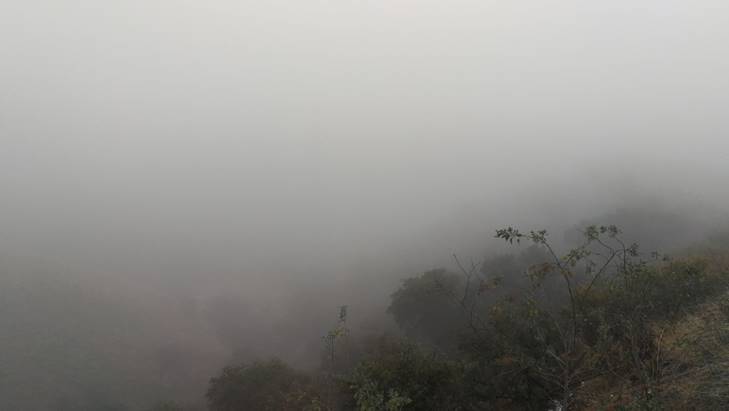 nogales niebla seis