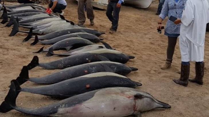 varmiento de delfines bcs