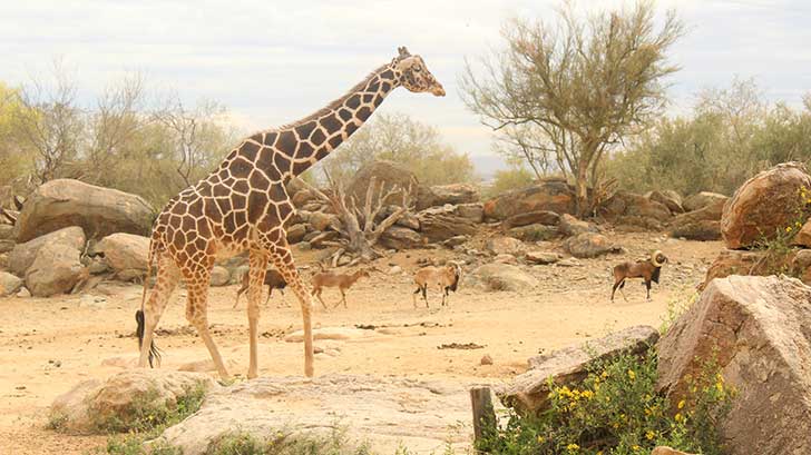 safari 8