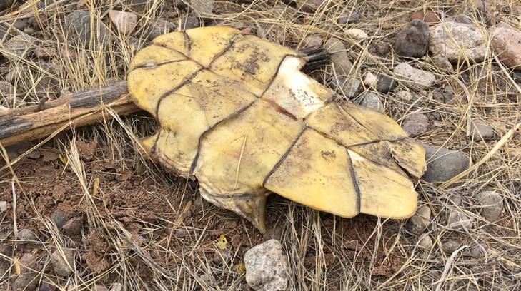 tortuga cuatro hermosillo