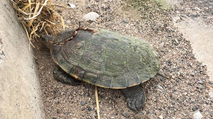 tortuga dos hermosillo