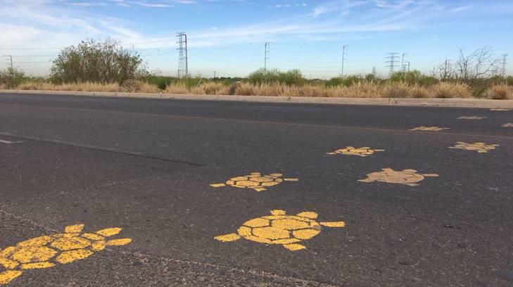 tortuga tres hermosillo