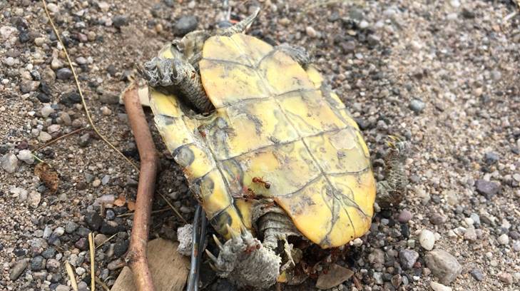 tortuga uno hermosillo