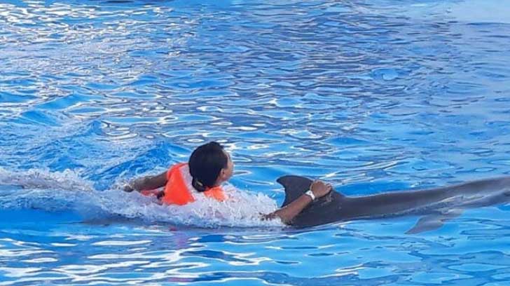 delfin tana gestacion