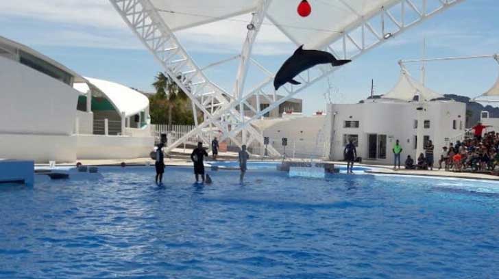 delfin tana gestacion1