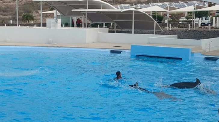 delfin tana gestacion2