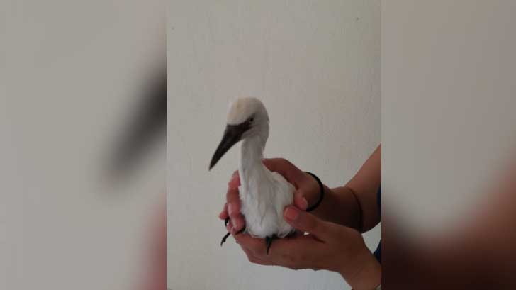 garzas vado de rio