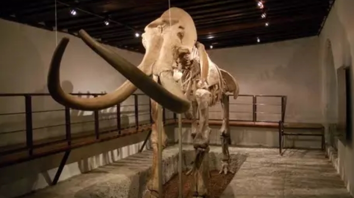 mamut 30082018ej 06
