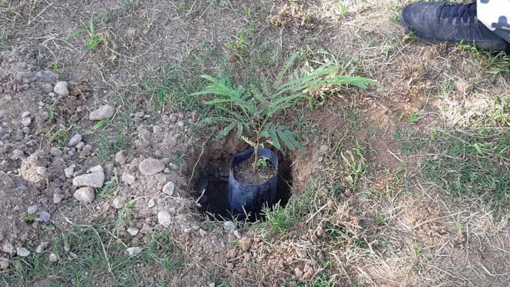 ith reforestacion1