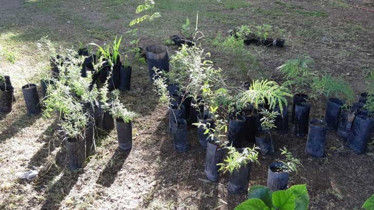 ith reforestacion2