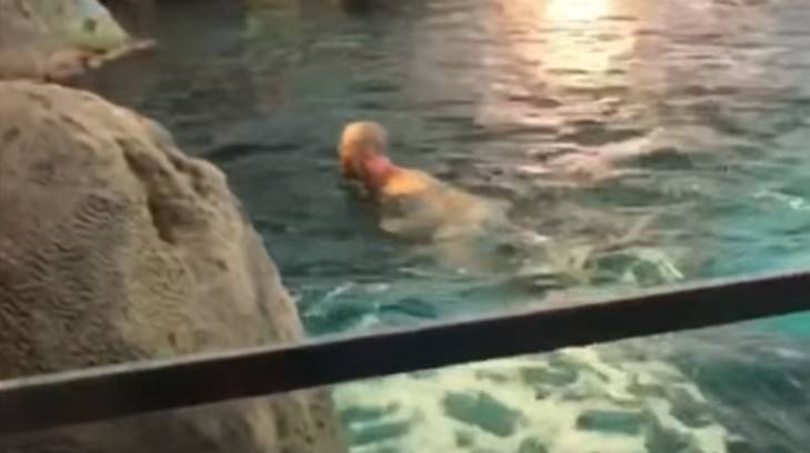 desnudo entre tiburones