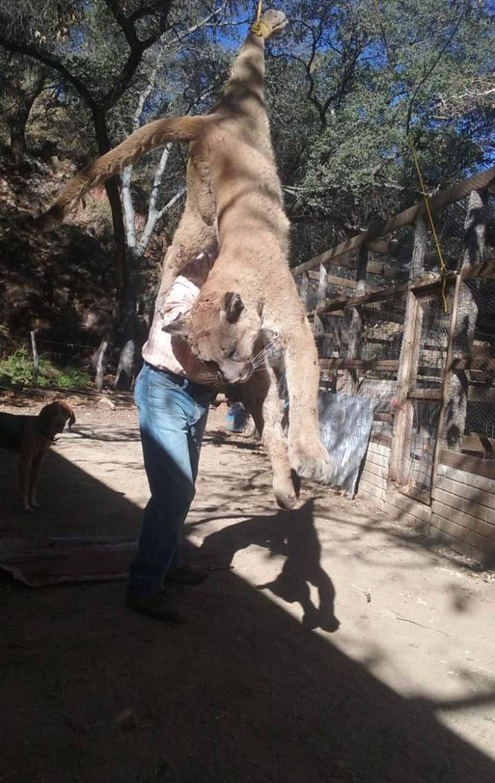 leon puma