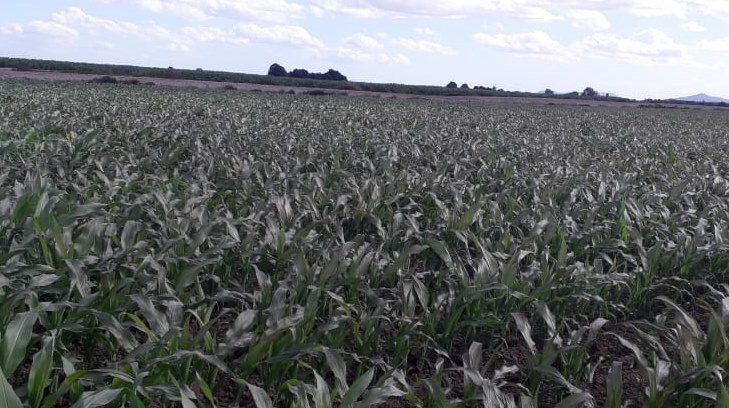 campo sonorense