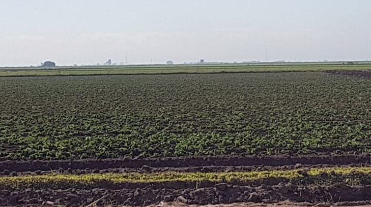 camposonorensedos
