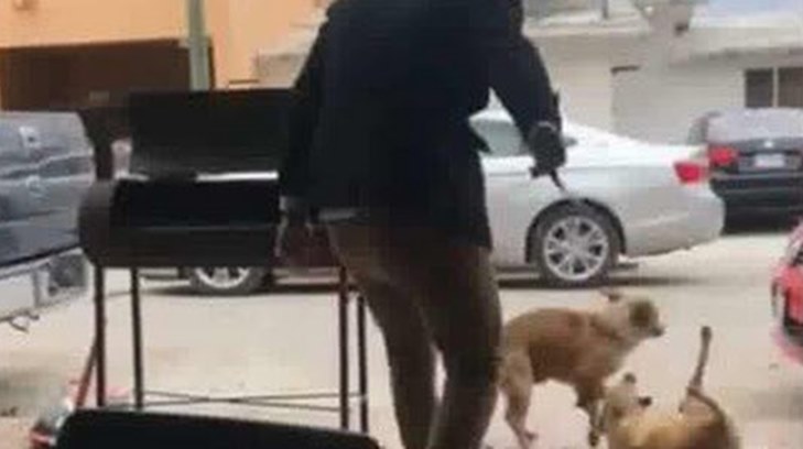 perro herido