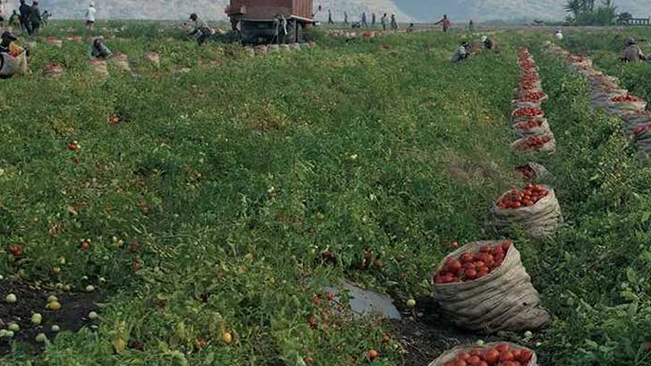 valle cultivos guaymas