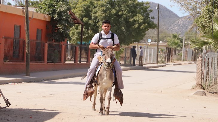 burro estudiante