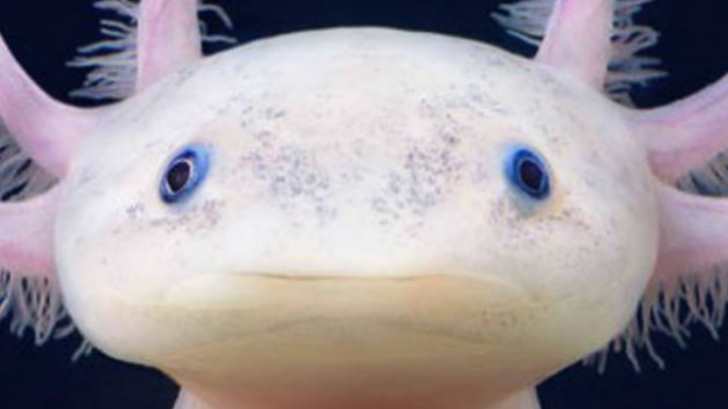 Ajolote