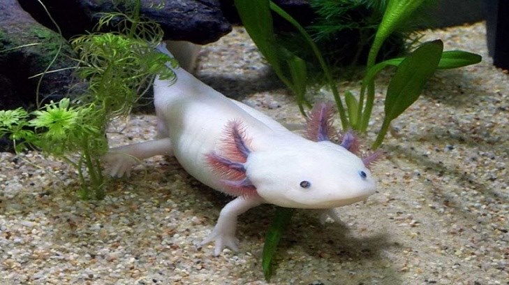 ajolote sonora