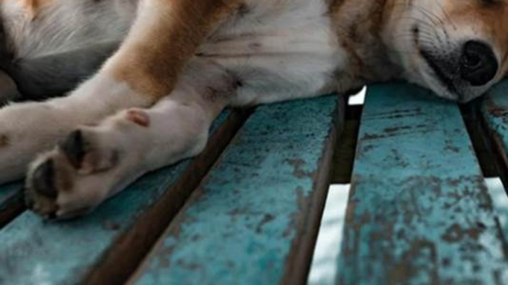perros recogen muertos