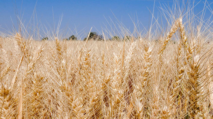 productores trigo sonora
