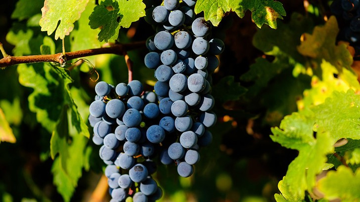 uvas productores