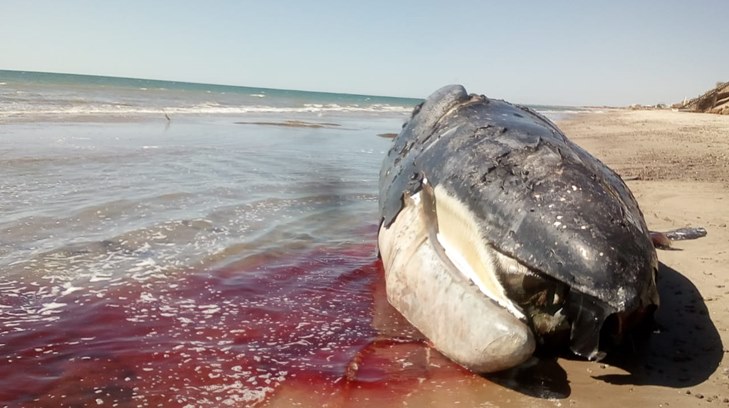 ballena dos
