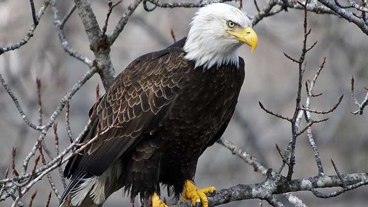 AguilaCalva