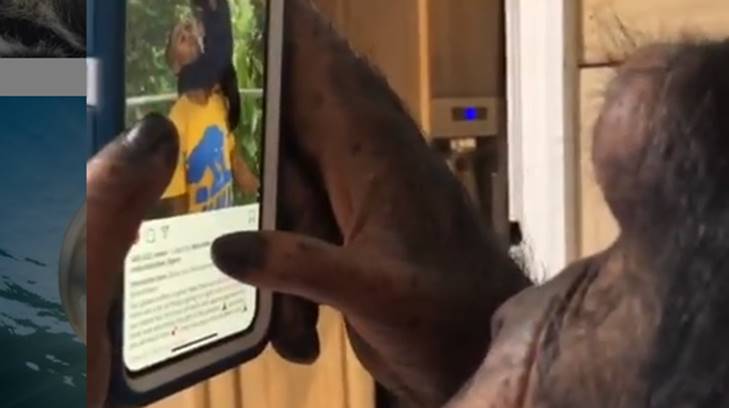 chimpance celular