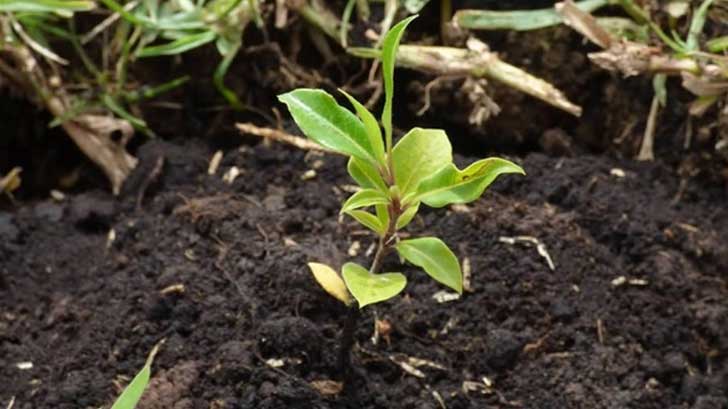 arboles plantan