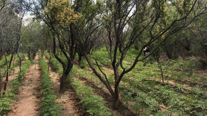 mariguana plantios