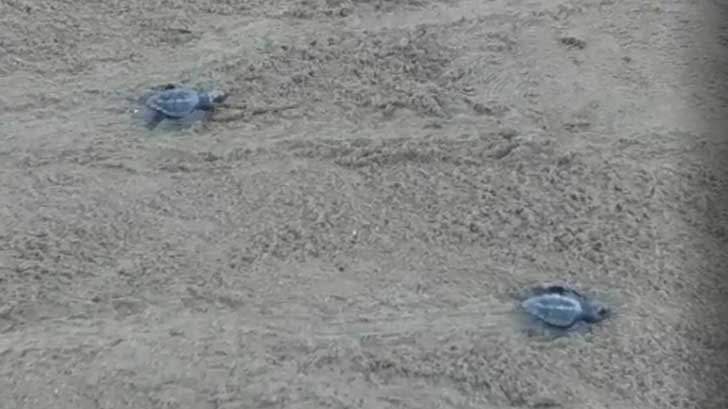 tortugas eclosionan