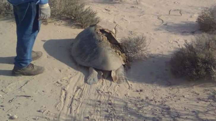 Tortugas