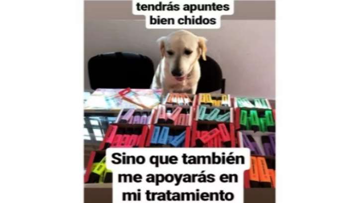 Perro