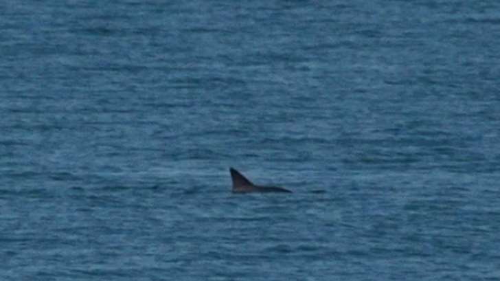 Vaquita