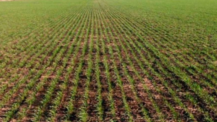 recorte campo gobi