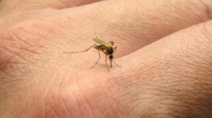 Dengue