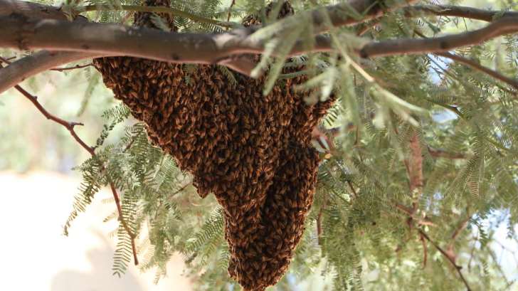 Abejas